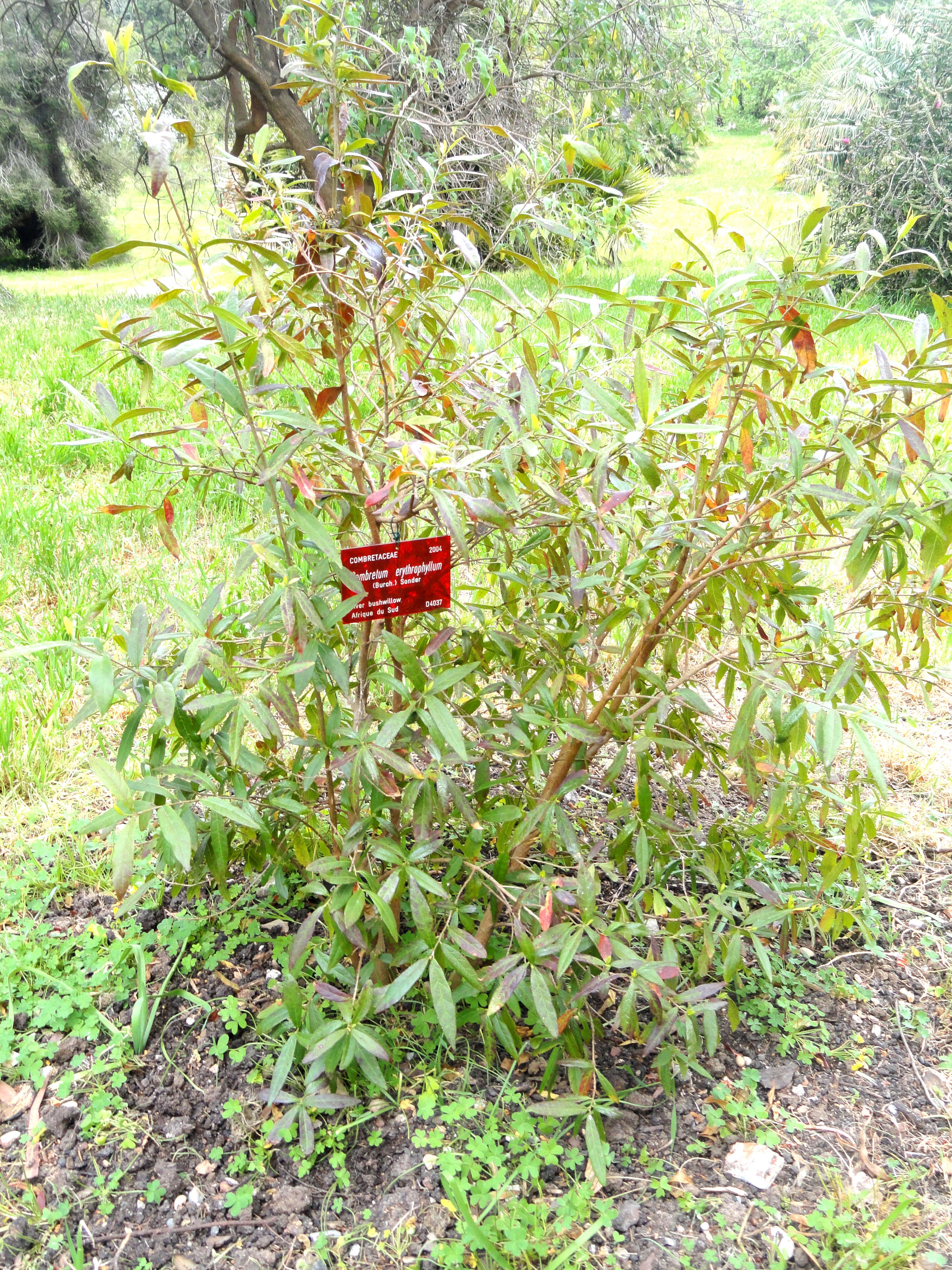 Image de Combretum erythrophyllum (Burch.) Sond.