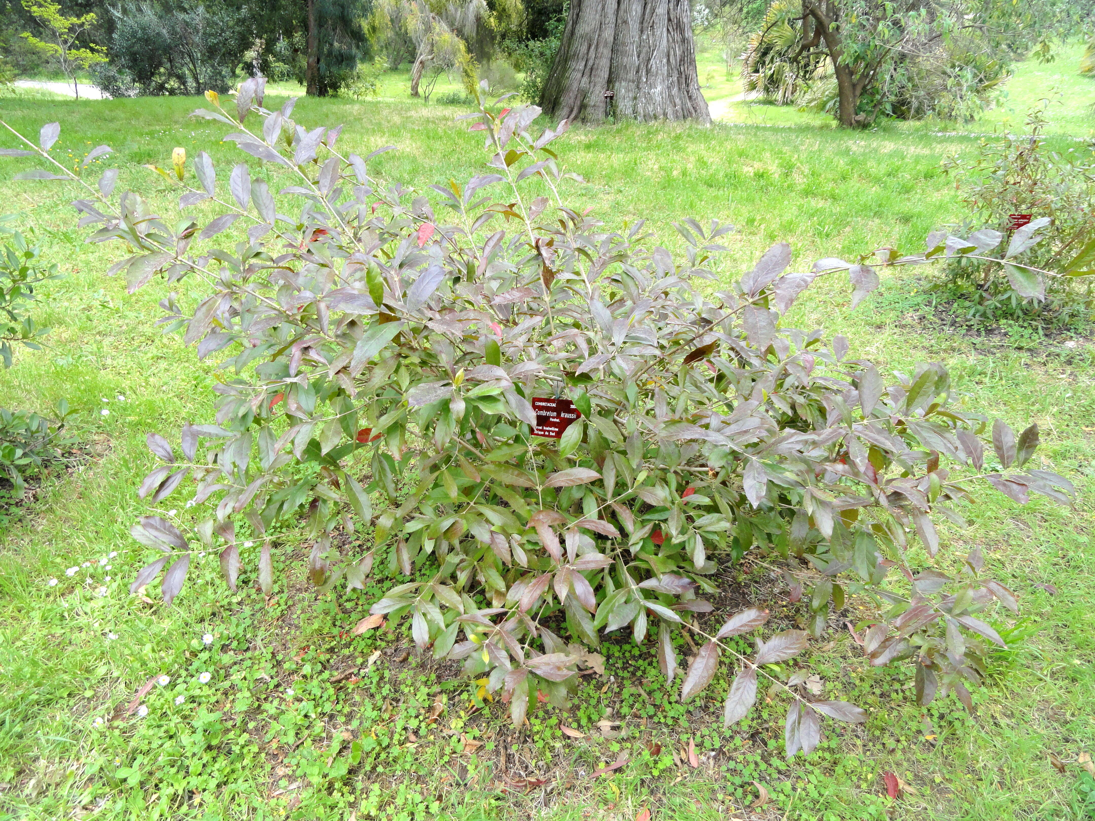 Image de Combretum kraussii Hochst.