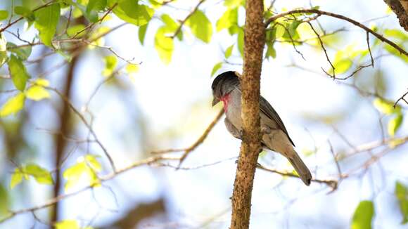 Pachyramphus aglaiae (Lafresnaye 1839) resmi