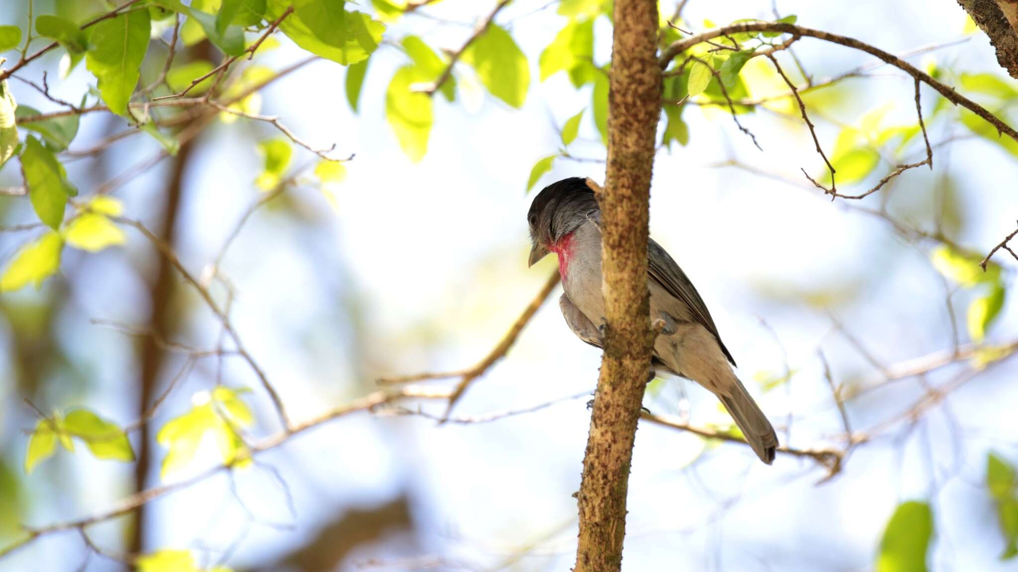 Image of Rose-throated Becard