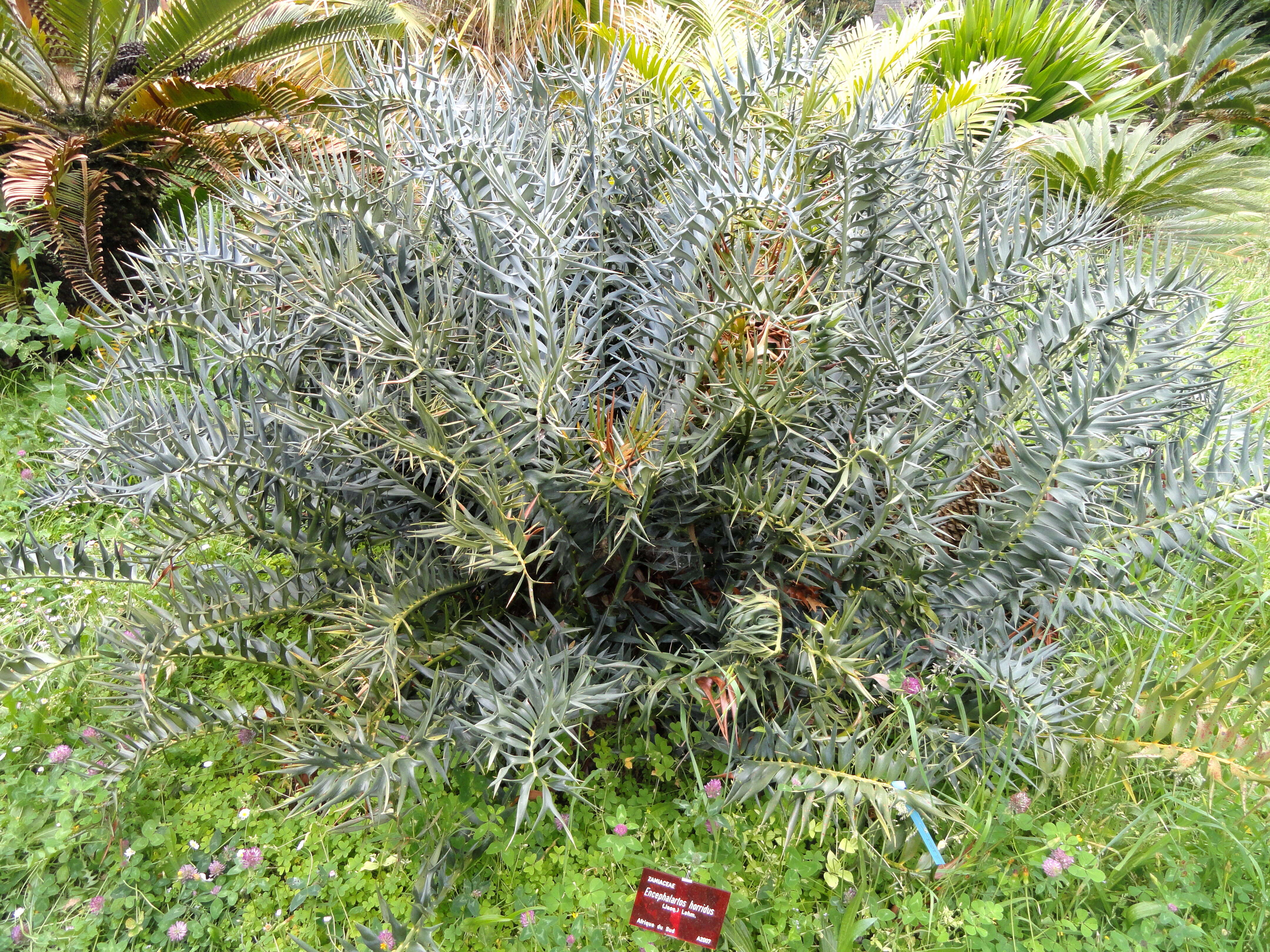 Image of Eastern Cape Blue Cycad