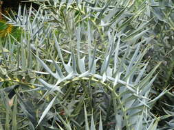 Image of Eastern Cape Blue Cycad