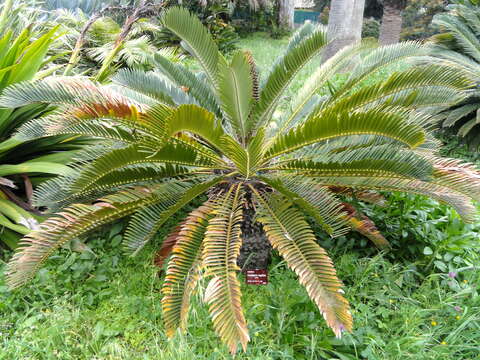 Image of Suurberg Cycad