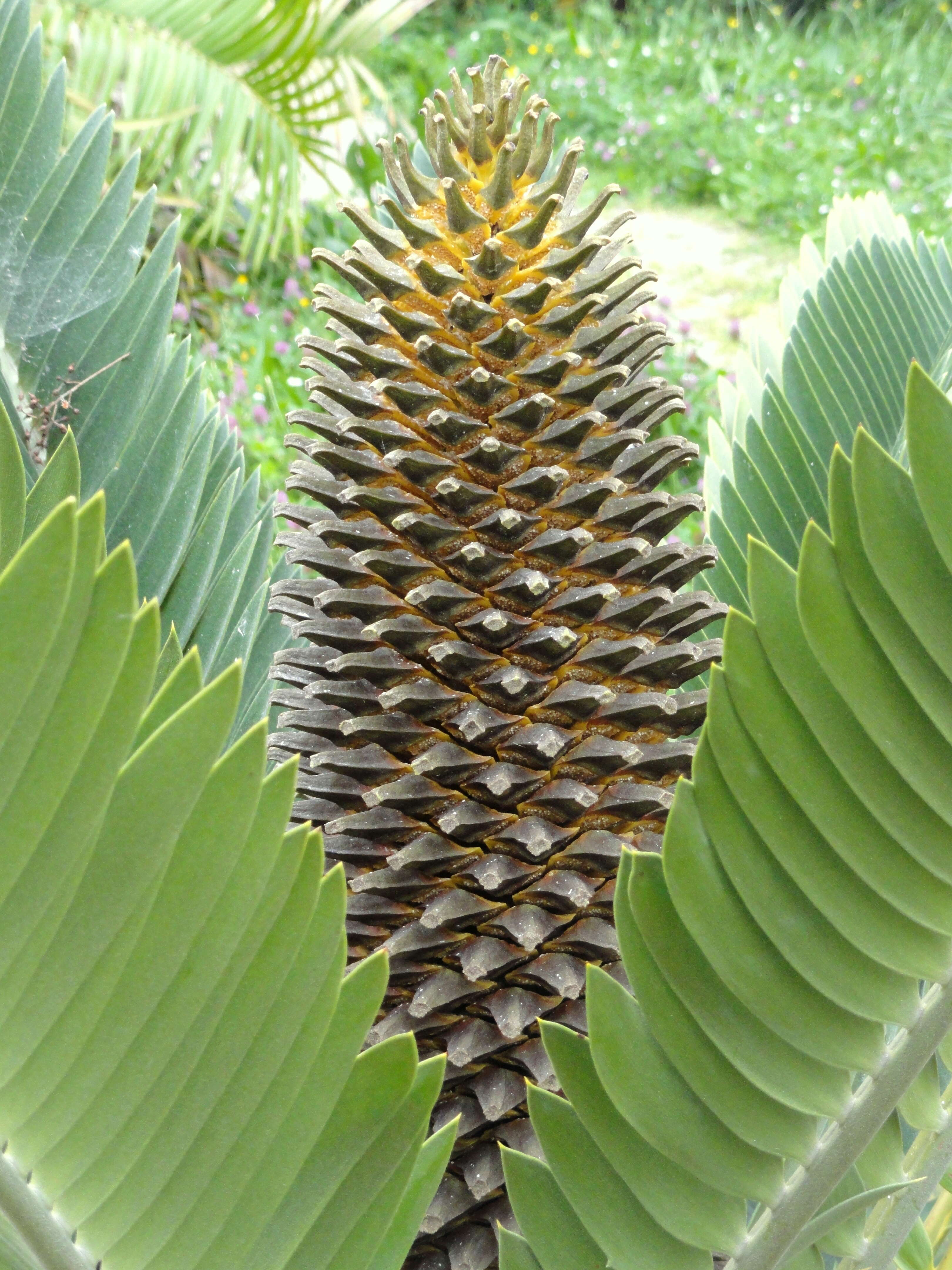 Image of Suurberg Cycad