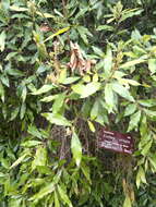 Image of Euclea crispa (Thunb.) Gürke
