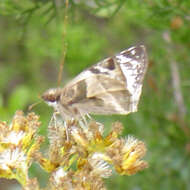 Image of Laviana White-Skipper