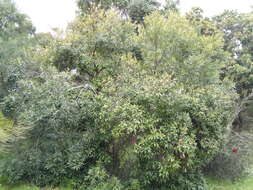 Image of Euclea crispa (Thunb.) Gürke