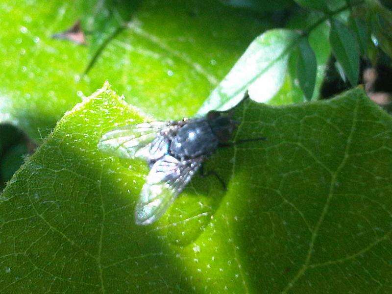 Image of Blue blowfly