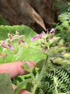 Image of Pelargonium papilionaceum (L.) L'Her. ex Ait.