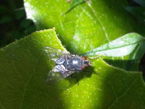 Image of Blue blowfly