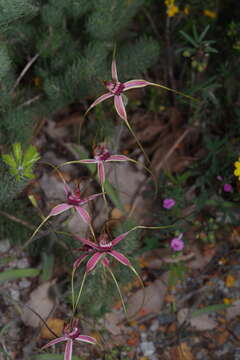 Caladenia lorea Hopper & A. P. Br.的圖片