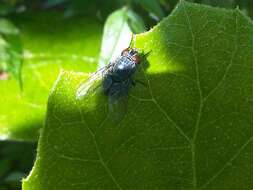 Image of Blue blowfly