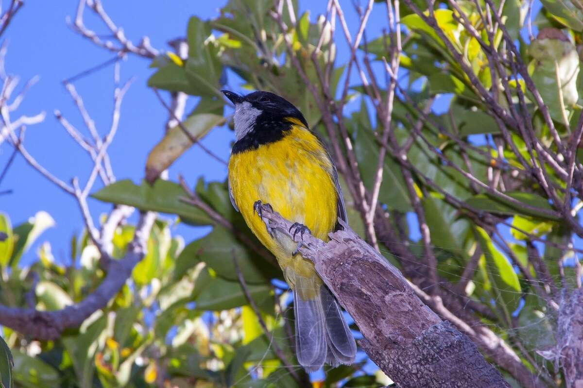 Pachycephala pectoralis contempta Hartert 1898的圖片