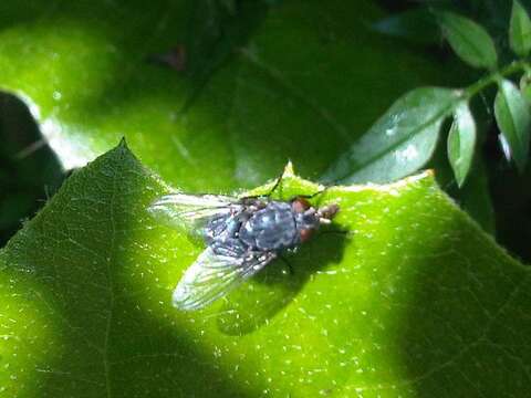 Image of Blue blowfly