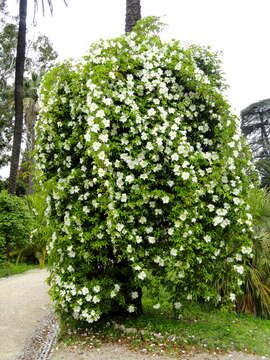 Imagem de Rosa laevigata Michx.