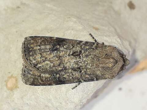 Image of turnip moth