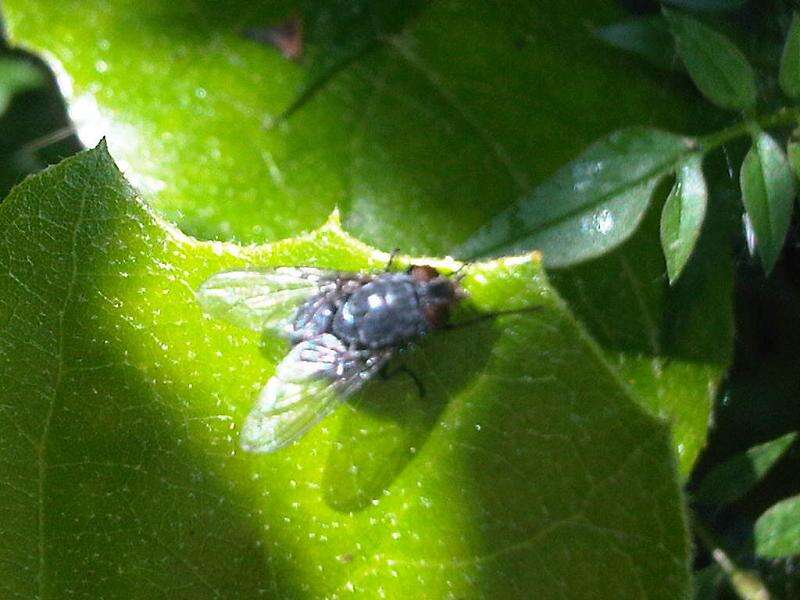 Imagem de Calliphora vicina Robineau-Desvoidy 1830