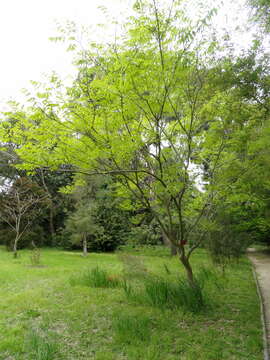 Image of Chinese soapberry