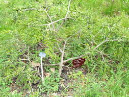 Image of Hottentot's Bean