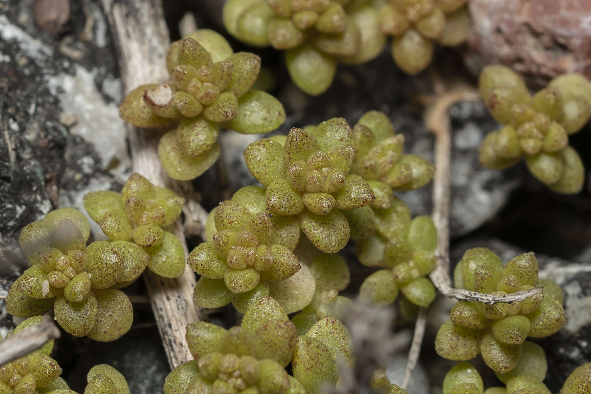 Imagem de Sedum litoreum Guss.