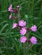 صورة Silene dioica (L.) Clairv.