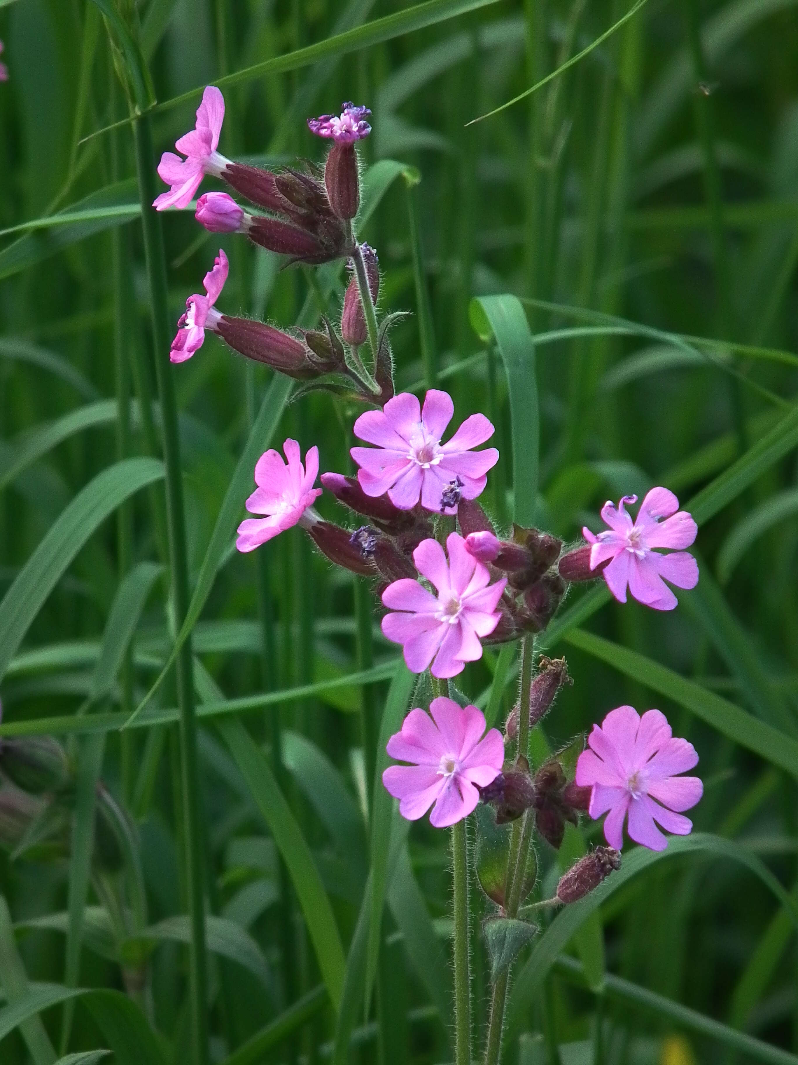 صورة Silene dioica (L.) Clairv.