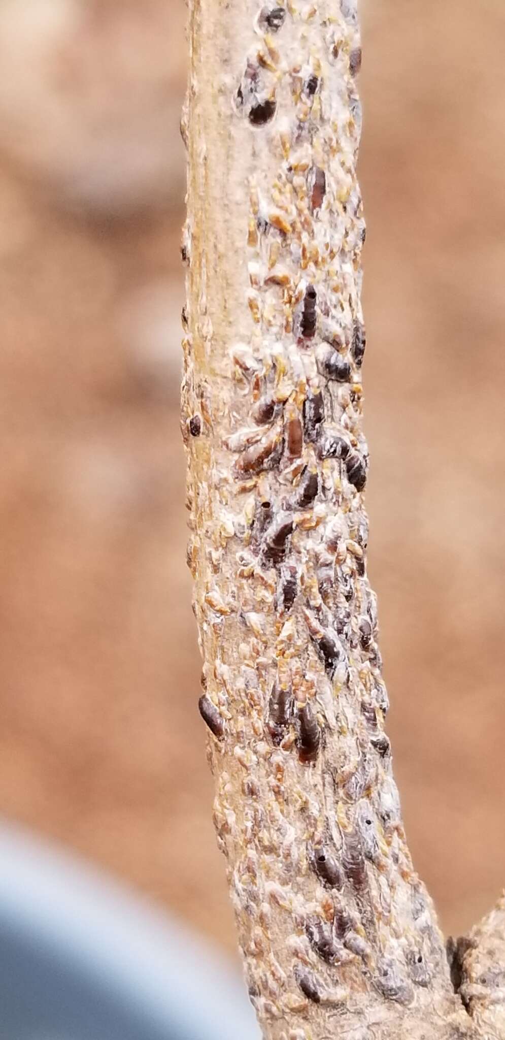 Plancia ëd Diaspidiotus ostreaeformis (Curtis 1843)