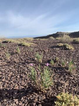 Image of desert wirelettuce