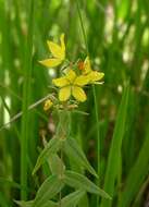 Image of yellow loosestrife