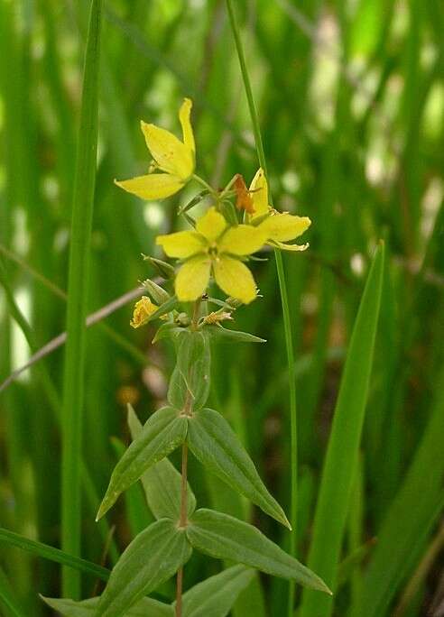 Image of yellow loosestrife