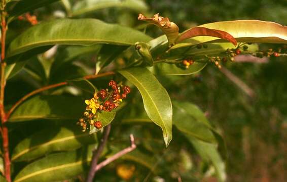 Image de Campylospermum serratum (Gaertn.) V. Bittrich & M. C. E. Amaral