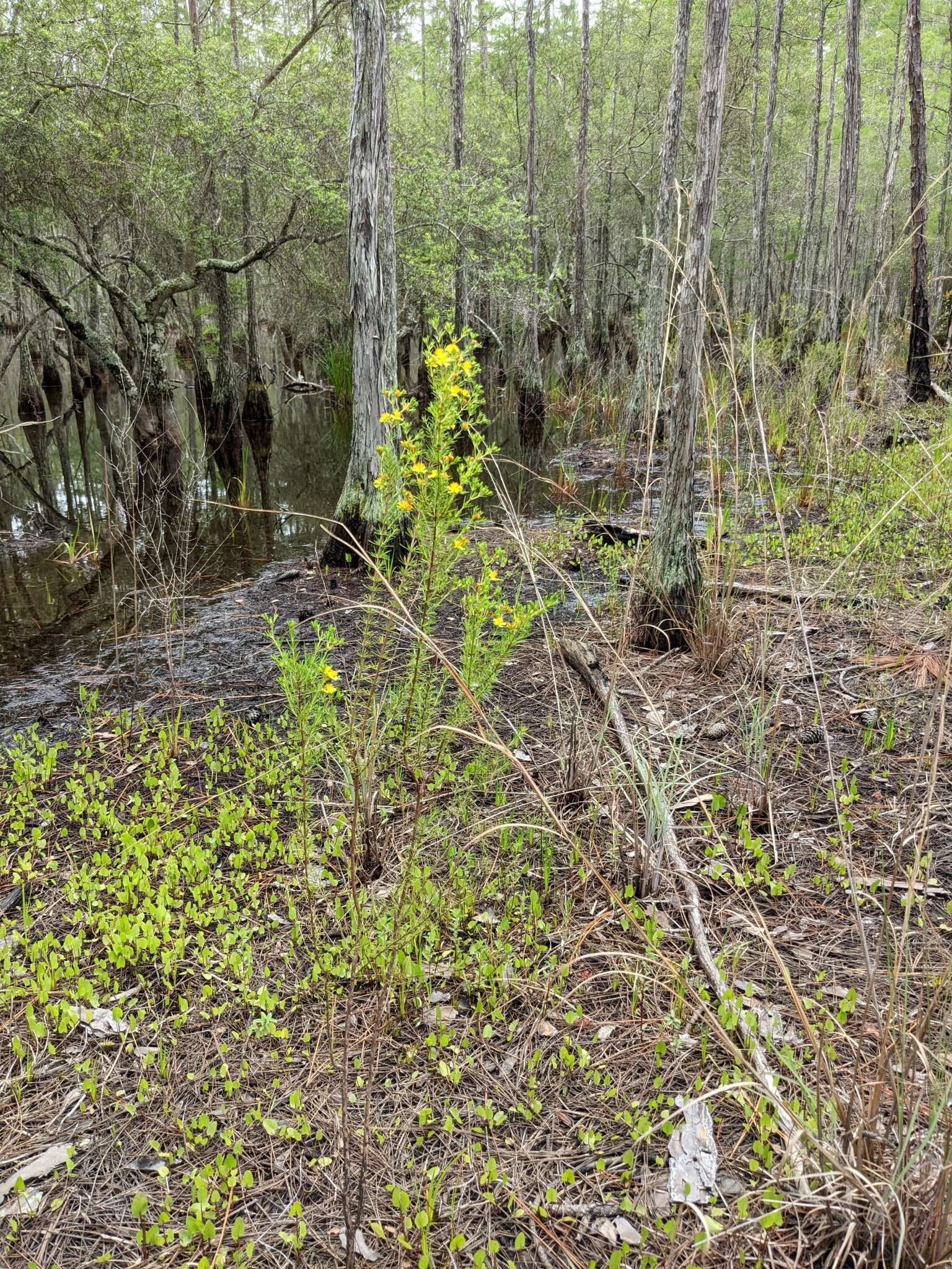 Image of Carolina St. John's-Wort