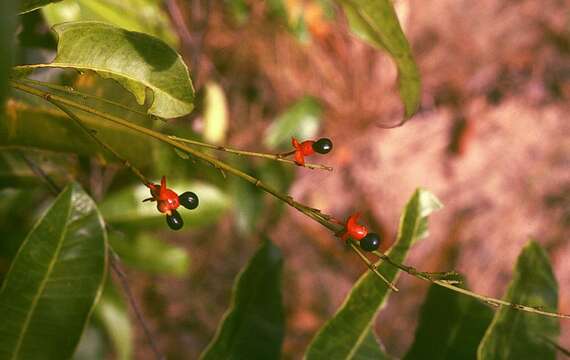 Image de Campylospermum serratum (Gaertn.) V. Bittrich & M. C. E. Amaral