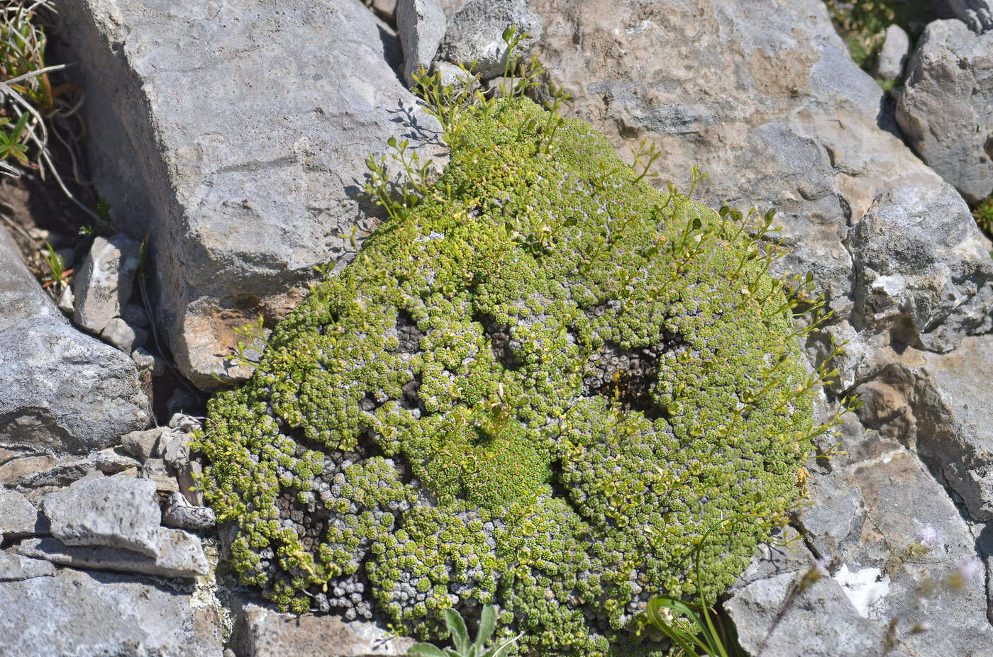 Image of Draba rigida Willd.