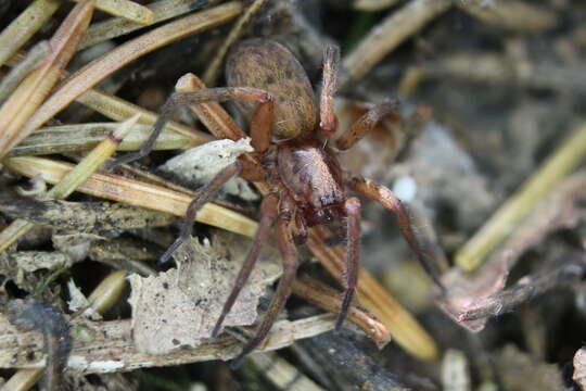 صورة Agroeca brunnea (Blackwall 1833)