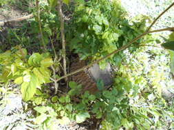 Imagem de Handroanthus heptaphyllus (Mart.) Mattos