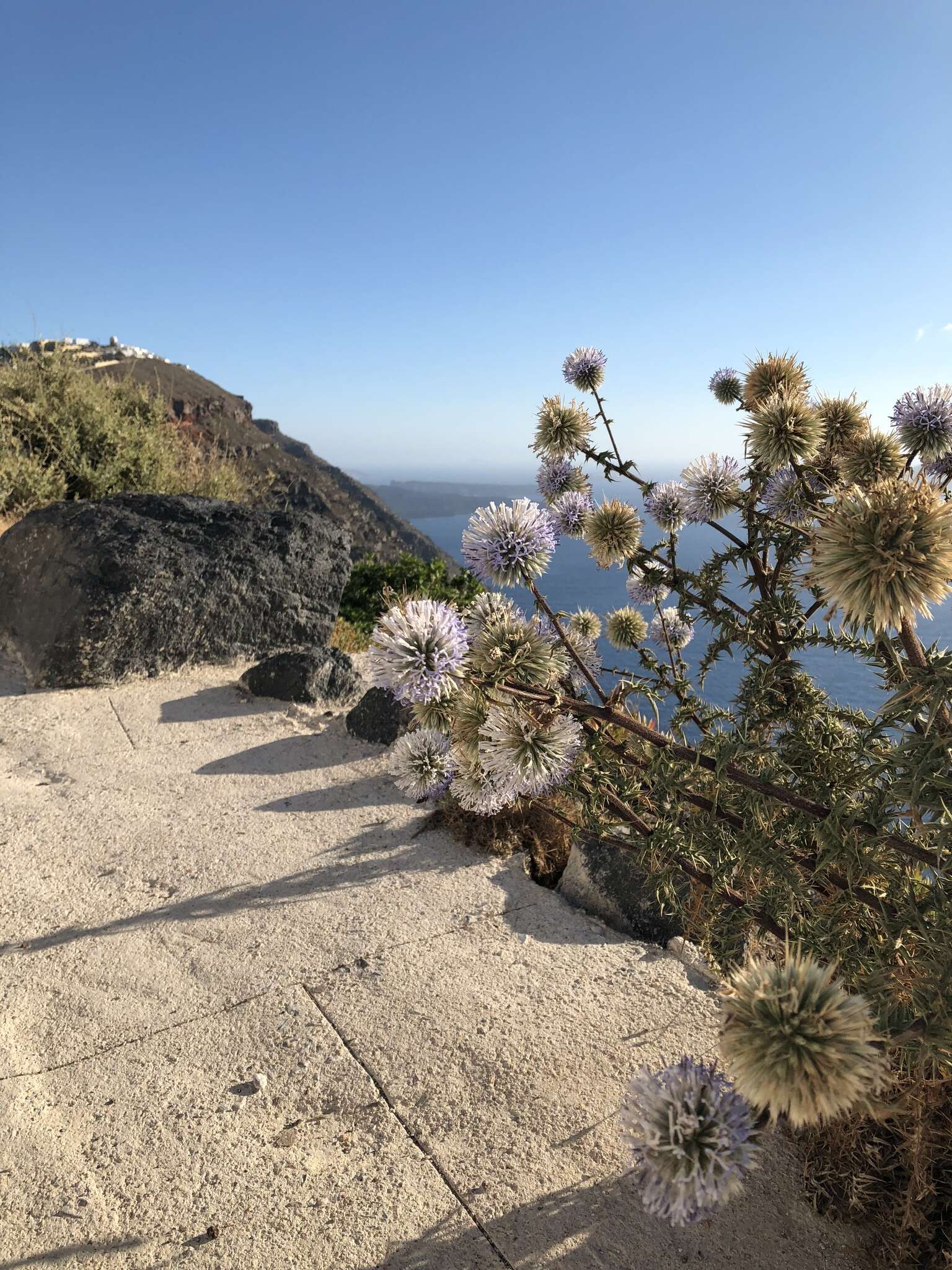 Image of Echinops spinosissimus Turra