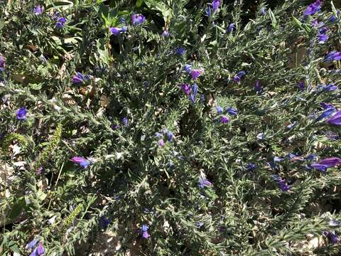 Image of Echium vulgare subsp. pustulatum (Sm.) E. Schmid & Gams