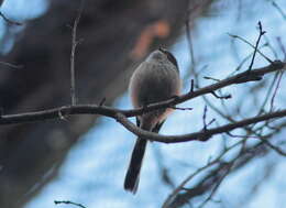 Aegithalos caudatus major (Radde 1884)的圖片