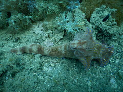 Imagem de Ceratosoma gracillimum Semper ex Bergh 1876