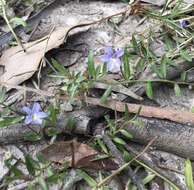 Plancia ëd Lobelia pratioides Benth.