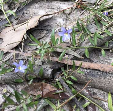 Imagem de Lobelia pratioides Benth.