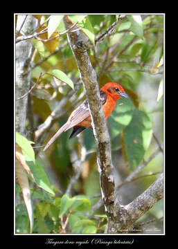 Image of Flame-colored Tanager