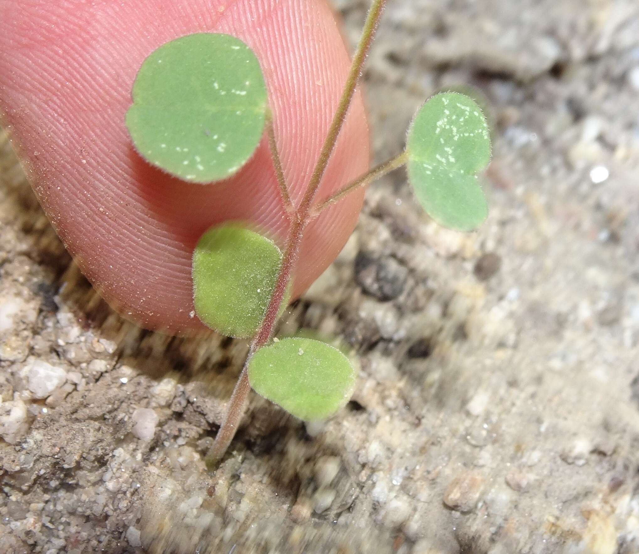 Image of western trailing ticktrefoil