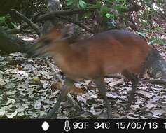 Image of Red-flanked Duiker