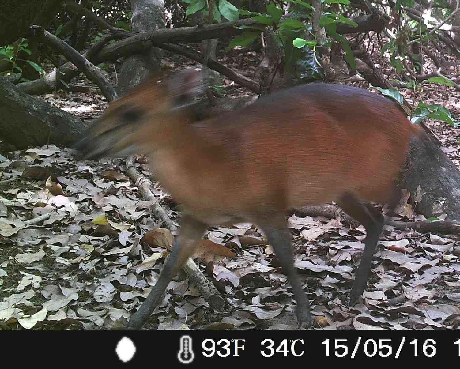 Image of Red-flanked Duiker