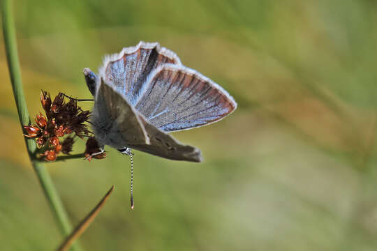 Image of Polyommatus baytopi De Lesse 1959