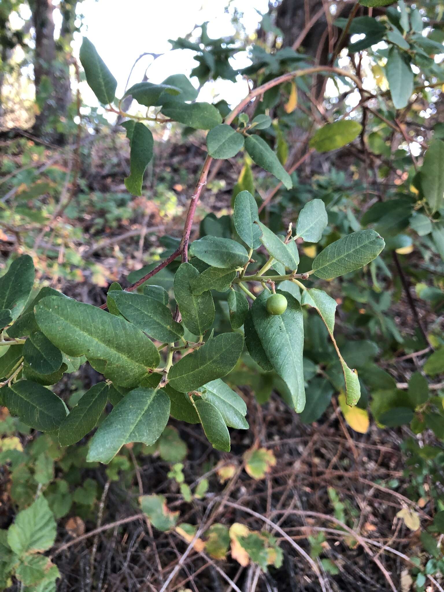 Image of California buckthorn