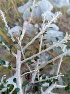 Sivun Diospyros myriophylla (H. Perrier) G. E. Schatz & Lowry kuva