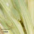 Image of Russian wheat aphid